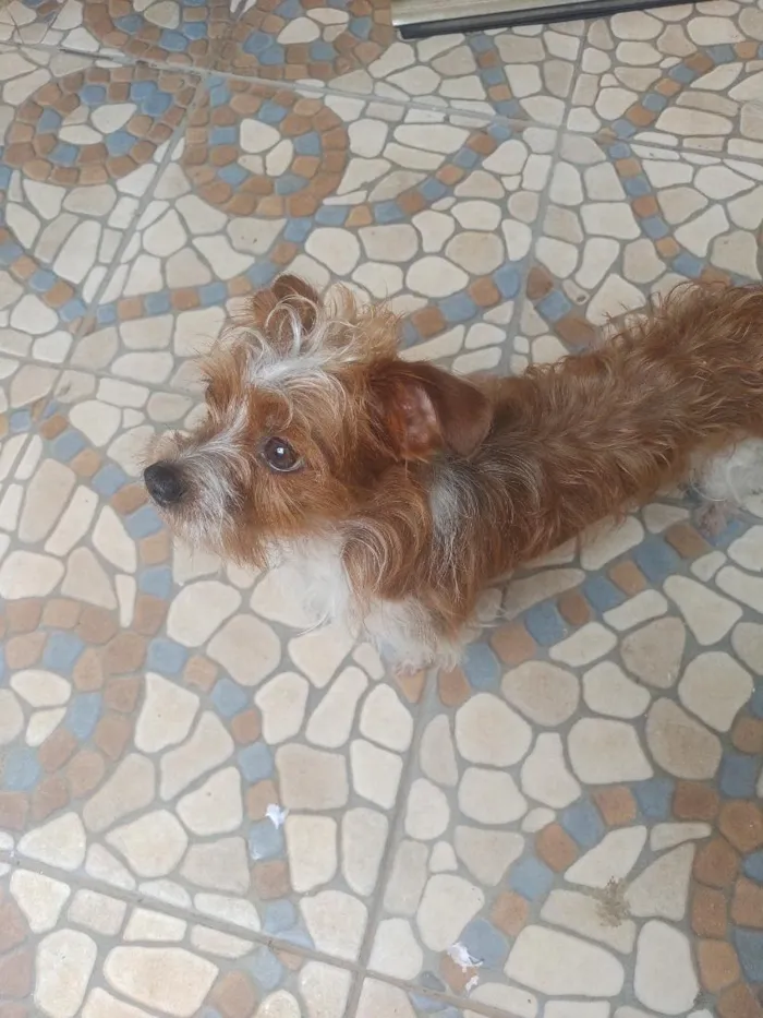 Cachorro raça SRD-ViraLata idade 1 ano nome bob