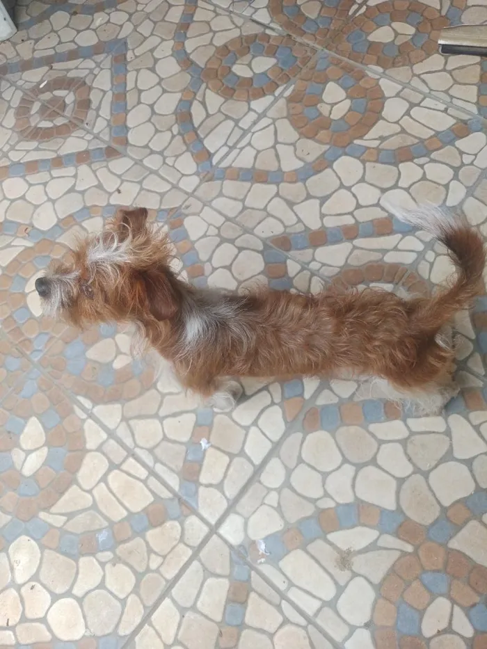 Cachorro raça SRD-ViraLata idade 1 ano nome bob