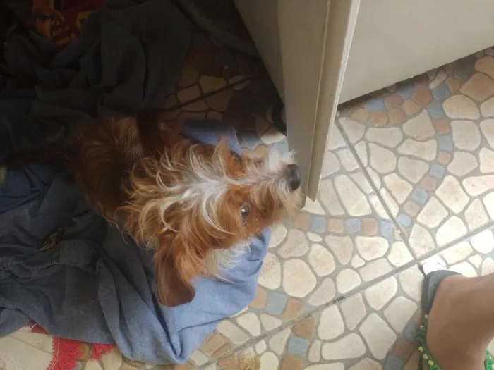 Cachorro raça SRD-ViraLata idade 1 ano nome bob