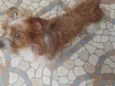 bob