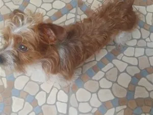 Cachorro raça SRD-ViraLata idade 1 ano nome bob