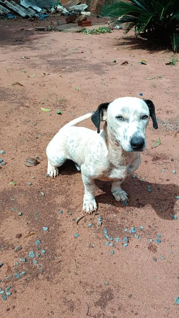 Cachorro raça Basset-Cofap idade 7 a 11 meses nome Boyka