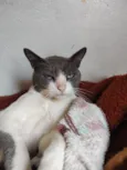 Zizi