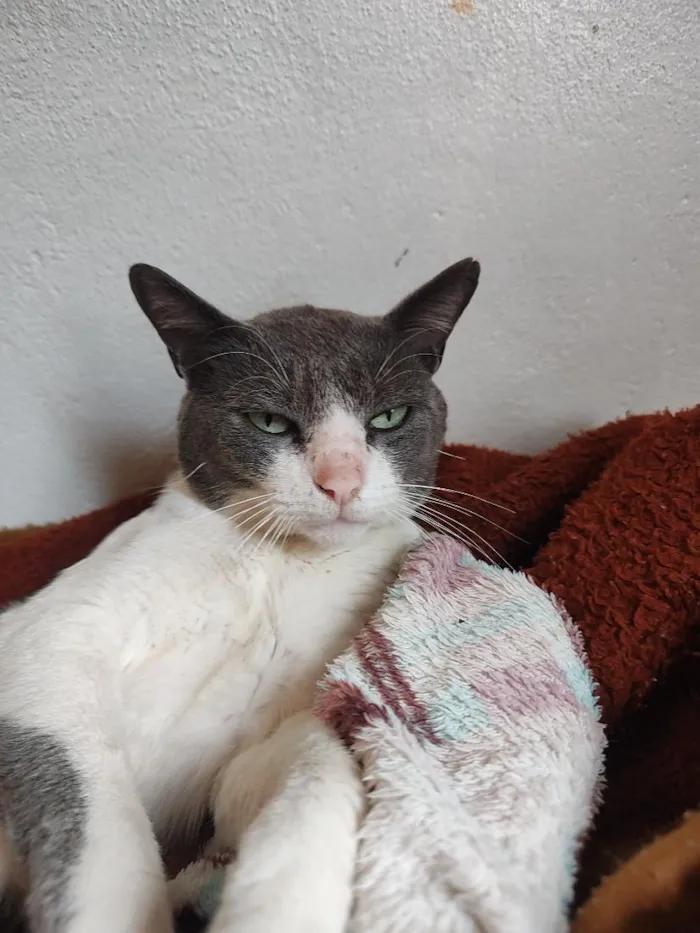 Gato raça SRD-ViraLata idade 2 anos nome Zizi