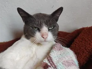 Gato raça SRD-ViraLata idade 2 anos nome Zizi