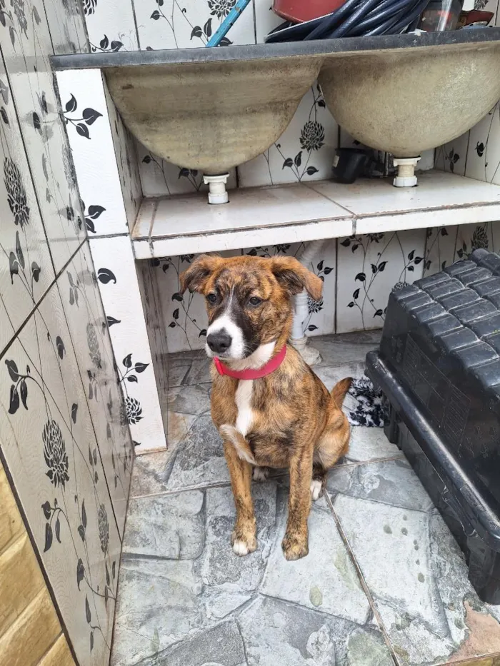 Cachorro raça SRD-ViraLata idade 7 a 11 meses nome Nala