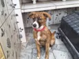 Nala