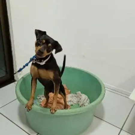 Cachorro raça Pinscher idade 1 ano nome Café 