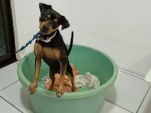 Cachorro raça Pinscher idade 1 ano nome Café 