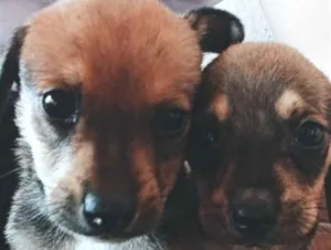 Cachorro raça SRD-ViraLata idade 2 a 6 meses nome não tem nome