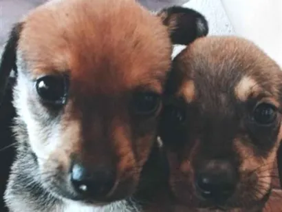 Cachorro raça SRD-ViraLata idade 2 a 6 meses nome não tem nome