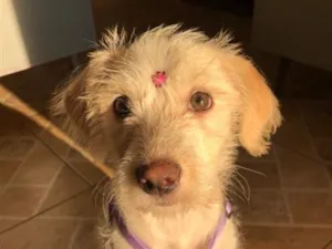 Cachorro raça SRD-ViraLata idade 2 a 6 meses nome Cacau