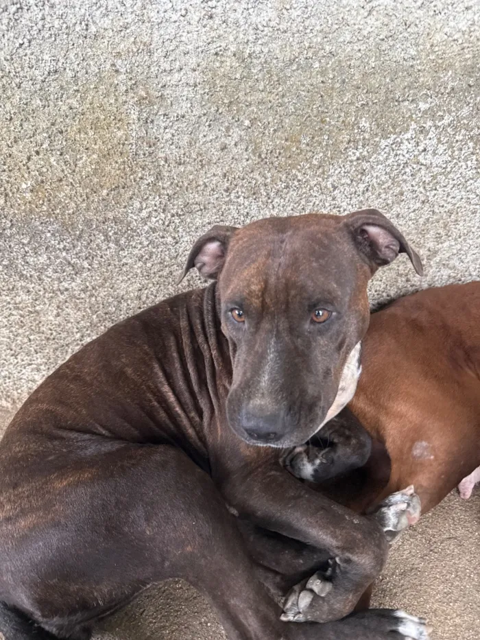 Cachorro raça Pit-Bull idade 1 ano nome Pérola 