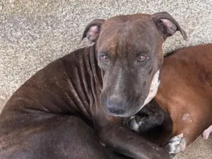 Cachorro raça Pit-Bull idade 1 ano nome Pérola 