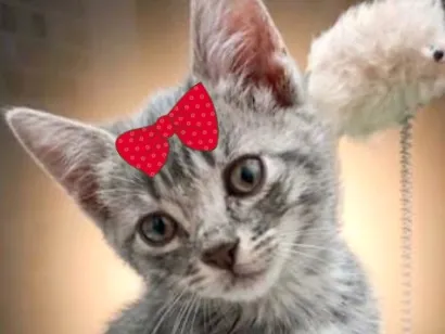 Gato raça SRD-ViraLata idade 2 a 6 meses nome Frida