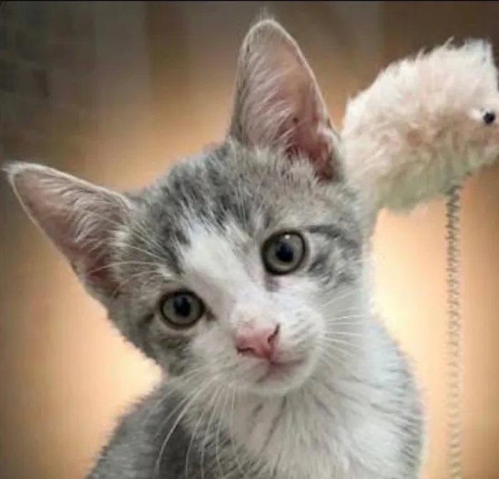 Gato raça SRD-ViraLata idade 2 a 6 meses nome Afonso