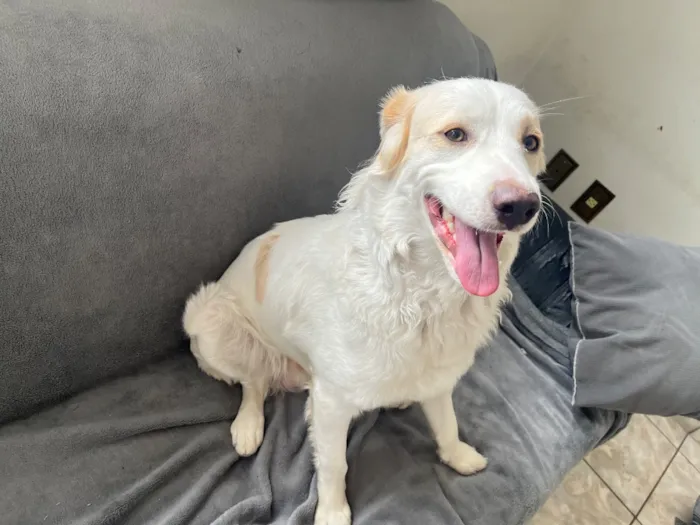Cachorro raça SRD-ViraLata idade 1 ano nome Floki