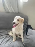 Floki