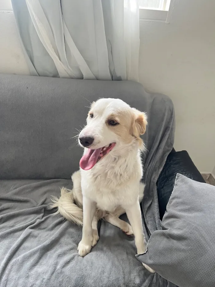 Cachorro raça SRD-ViraLata idade 1 ano nome Floki