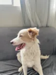Floki