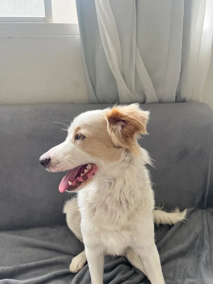 Cachorro raça SRD-ViraLata idade 1 ano nome Floki