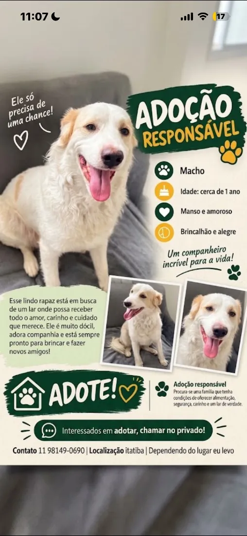Cachorro raça SRD-ViraLata idade 1 ano nome Floki