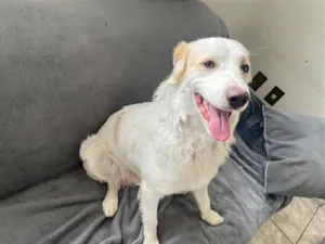Cachorro raça SRD-ViraLata idade 1 ano nome Floki