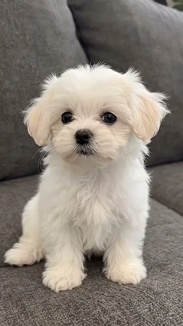 Cachorro raça SRD-ViraLata idade 2 a 6 meses nome Hulk 