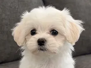Cachorro raça SRD-ViraLata idade 2 a 6 meses nome Hulk 