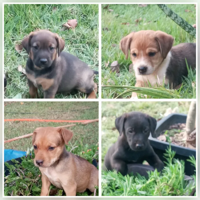 Cachorro raça SRD-ViraLata idade Abaixo de 2 meses nome Bebês 