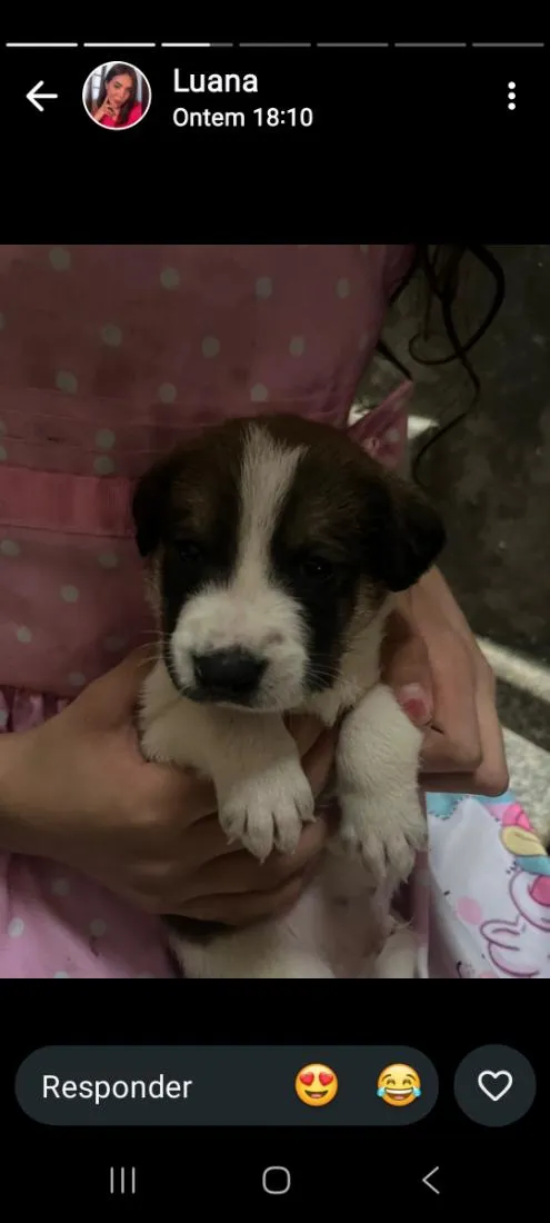 Cachorro raça SRD-ViraLata idade Abaixo de 2 meses nome sem nome