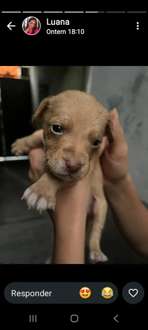 Cachorro raça SRD-ViraLata idade Abaixo de 2 meses nome sem nome