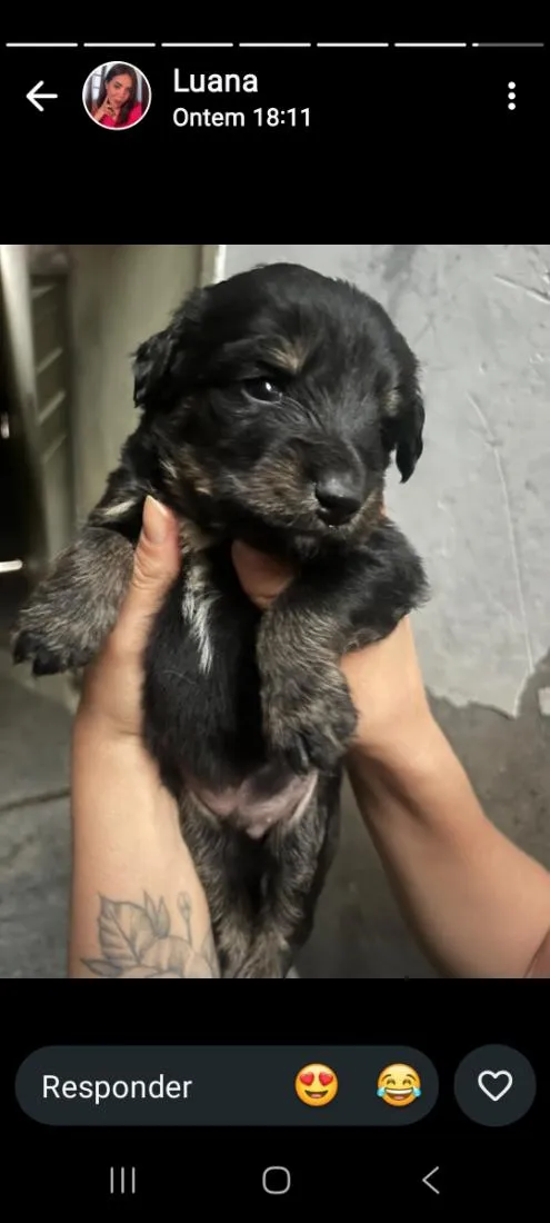 Cachorro raça SRD-ViraLata idade Abaixo de 2 meses nome sem nome