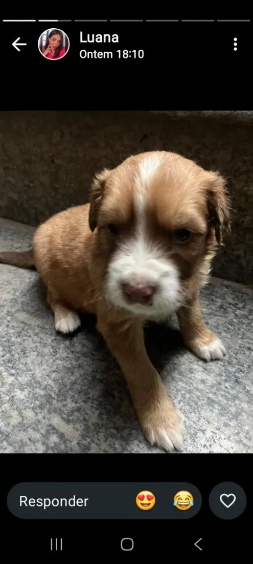 Cachorro raça SRD-ViraLata idade Abaixo de 2 meses nome sem nome