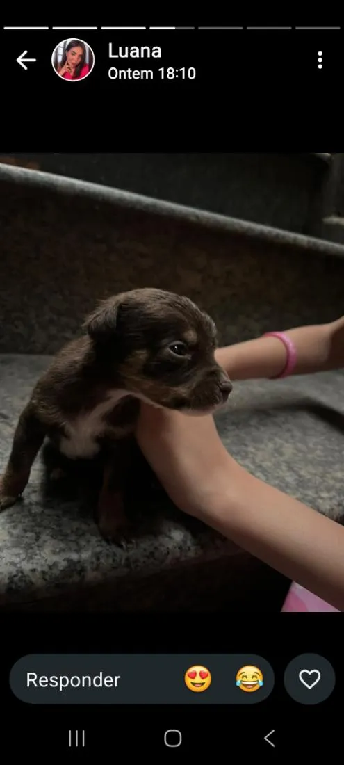 Cachorro raça SRD-ViraLata idade Abaixo de 2 meses nome sem nome