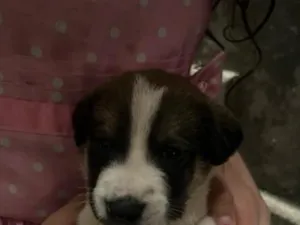 Cachorro raça SRD-ViraLata idade Abaixo de 2 meses nome sem nome