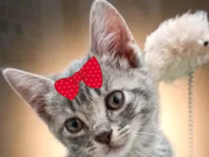 Gato raça SRD-ViraLata idade 2 a 6 meses nome Frida
