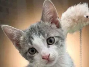 Gato raça SRD-ViraLata idade 2 a 6 meses nome Afonso
