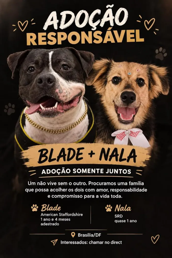 Cachorro raça SRD/ American Staffordshire idade 1 ano nome Blade e nala