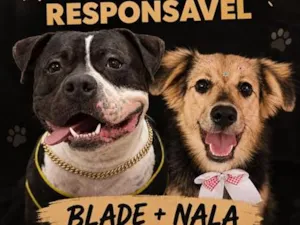 Cachorro raça SRD/ American Staffordshire idade 1 ano nome Blade e nala