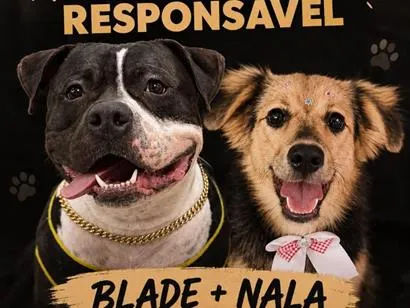 Cachorro raça SRD/ American Staffordshire idade 1 ano nome Blade e nala