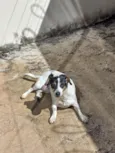 maya