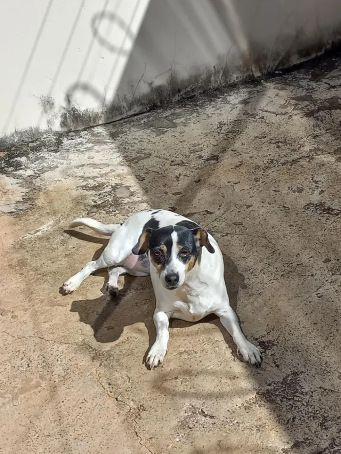 Cachorro raça SRD-ViraLata idade 6 ou mais anos nome maya