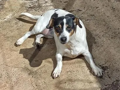 Cachorro raça SRD-ViraLata idade 6 ou mais anos nome maya