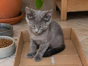 Gato raça SRD-ViraLata idade 2 a 6 meses nome Sem nome