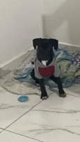 Pingo