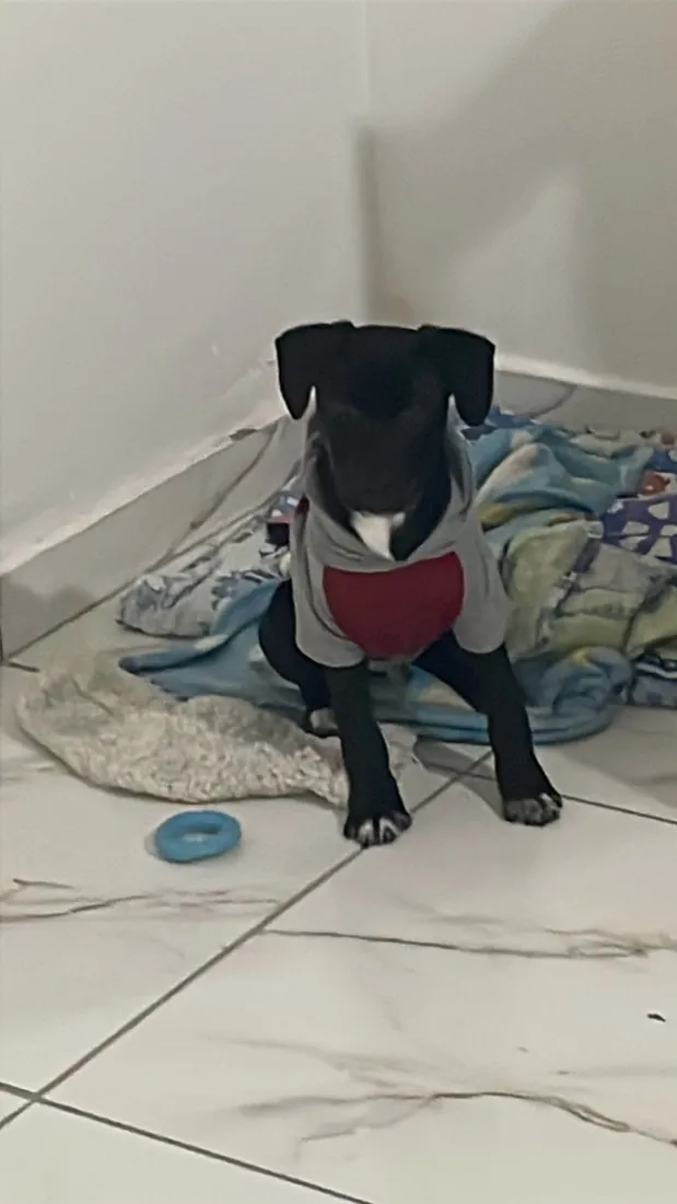 Cachorro raça SRD-ViraLata idade 2 a 6 meses nome Pingo