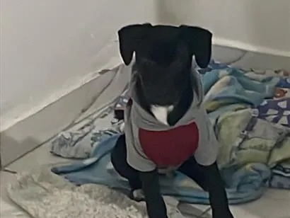 Cachorro raça SRD-ViraLata idade 2 a 6 meses nome Pingo