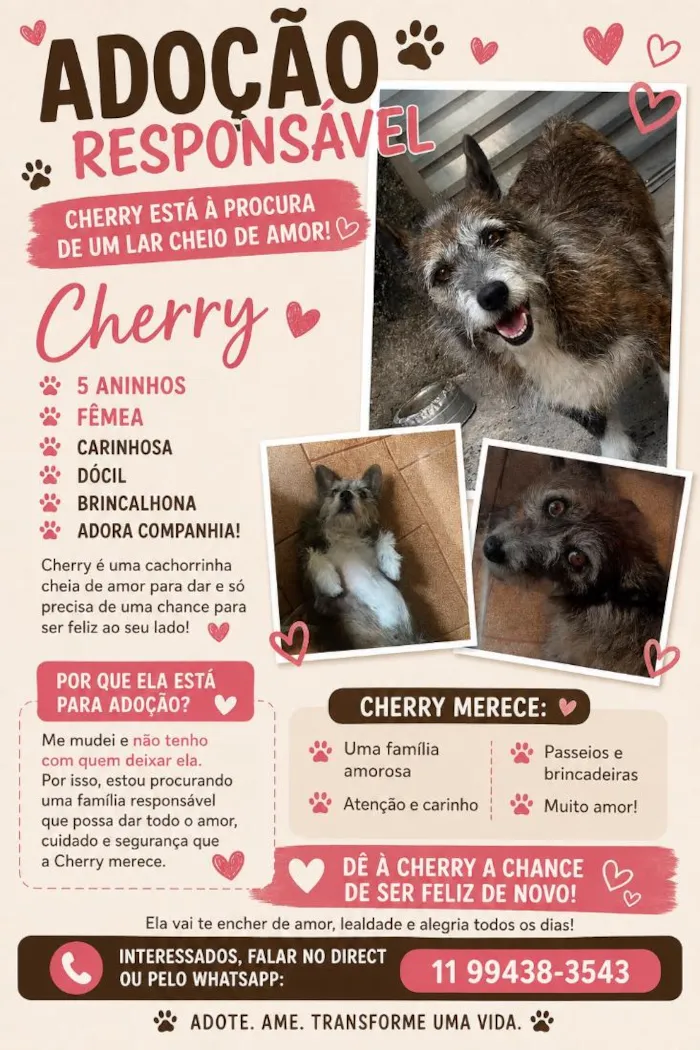 Cachorro raça SRD-ViraLata idade 5 anos nome Cherry