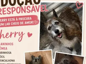 Cachorro raça SRD-ViraLata idade 5 anos nome Cherry